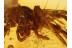 Large Great LIOCRANIDAE SAC SPIDER in BALTIC AMBER 832