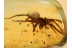 Large Great LIOCRANIDAE SAC SPIDER in BALTIC AMBER 832
