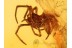 ARANEAE Nice SPIDER in BALTIC AMBER 822