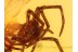 ARANEAE Nice SPIDER in BALTIC AMBER 822