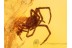 ARANEAE Nice SPIDER in BALTIC AMBER 822