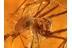 ARANEAE Nice SPIDER in BALTIC AMBER 823