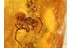 3 SPIDERS Inclusion in Genuine BALTIC AMBER 833