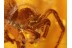 3 SPIDERS Inclusion in Genuine BALTIC AMBER 833