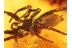 2 Large SPIDERS Inclusion in BALTIC AMBER 834