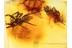 2 Large SPIDERS Inclusion in BALTIC AMBER 834