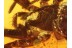 2 Large SPIDERS Inclusion in BALTIC AMBER 834