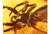 2 Large SPIDERS Inclusion in BALTIC AMBER 834