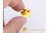 2 Large SPIDERS Inclusion in BALTIC AMBER 834