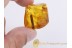 ARANEAE Nice SPIDER in BALTIC AMBER 823