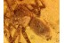 ARANEAE Great SPIDER in BALTIC AMBER 824