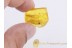 ARANEAE Great SPIDER in BALTIC AMBER 824