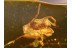 Large VELVET MITE TROMBIDIIDAE in BALTIC AMBER 825