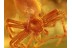 SPIDER w WATER Inside Abdomen in BALTIC AMBER 829