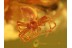 SPIDER w WATER Inside Abdomen in BALTIC AMBER 829