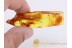 SPIDER w WATER Inside Abdomen in BALTIC AMBER 829
