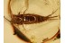 Archaeognatha Nice BRISTLETAIL in BALTIC AMBER 781