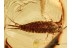 Archaeognatha Nice BRISTLETAIL in BALTIC AMBER 781