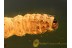 CATERPILLAR Moth Larvae LEPIDOPTERA  in BALTIC AMBER 787