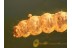 CATERPILLAR Moth Larvae LEPIDOPTERA  in BALTIC AMBER 787