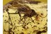 Large MUSCOID Stilt-Legged fly ? in BALTIC AMBER 784
