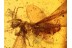 ISOPTERA Great WINGED TERMITE in BALTIC AMBER  788