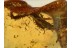 GEOPHILIDAE EARTH CENTIPEDE in BALTIC AMBER 789