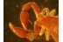 Superb Chernetidae PSEUDOSCORPION in BALTIC AMBER 813