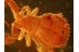 Superb Chernetidae PSEUDOSCORPION in BALTIC AMBER 813