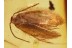 MOTH Lepidoptera & DOLICHOPODID in BALTIC AMBER 792