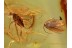 MOTH Lepidoptera & DOLICHOPODID in BALTIC AMBER 792