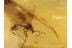 Winged MYRMICINAE Ant in BALTIC AMBER 793