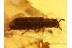 Great Looking ZOPHERID BEETLE in BALTIC AMBER 812