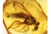 Rare XYLOPHAGIDAE FLY Inclusion in BALTIC AMBER 800
