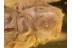 CLERIDAE Korynetinae Checkered Beetle in BALTIC AMBER 806