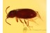 CROWSONIUM HAIRY FUNGUS BEETLE Mycetophagidae BALTIC AMBER 807