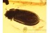 TROGOSSITIDAE Superb Bark-Gnawing Beetle in BALTIC AMBER 810