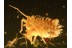 Drepanosiphid APHID in BALTIC AMBER 815
