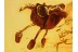 Beautiful Rare FLOWER Inclusion in BALTIC AMBER 819