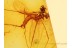 MITE Suck to CRANE FLY in BALTIC AMBER 828