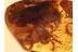 4 Huge Honey Bees APIDAE in BALTIC AMBER 826