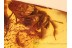 4 Huge Honey Bees APIDAE in BALTIC AMBER 826