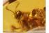 4 Huge Honey Bees APIDAE in BALTIC AMBER 826