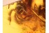 4 Huge Honey Bees APIDAE in BALTIC AMBER 826