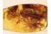 4 Huge Honey Bees APIDAE in BALTIC AMBER 826