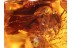 4 Huge Honey Bees APIDAE in BALTIC AMBER 826