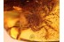 4 Huge Honey Bees APIDAE in BALTIC AMBER 826