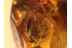 4 Huge Honey Bees APIDAE in BALTIC AMBER 826