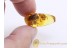 4 Huge Honey Bees APIDAE in BALTIC AMBER 826