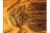 LYCIDAE Huge Net-Winged BEETLE in BALTIC AMBER 842